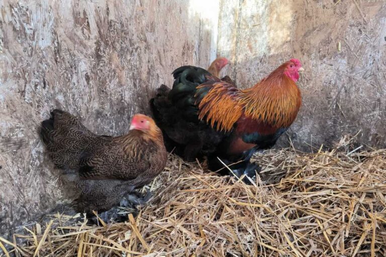 kzv bissingen teck hühnerzucht 1