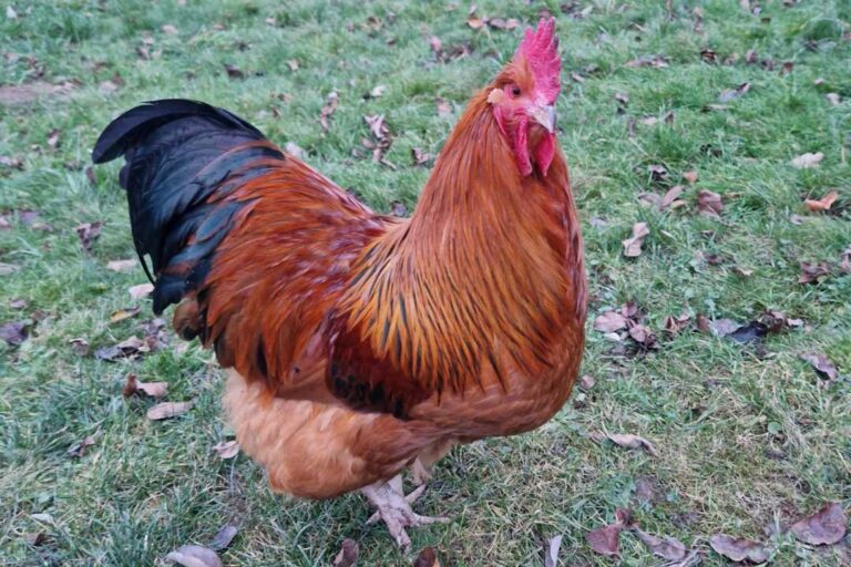 kzv bissingen teck hühnerzucht 10