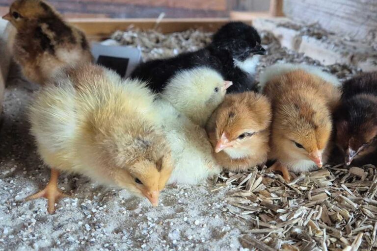 kzv bissingen teck hühnerzucht 2