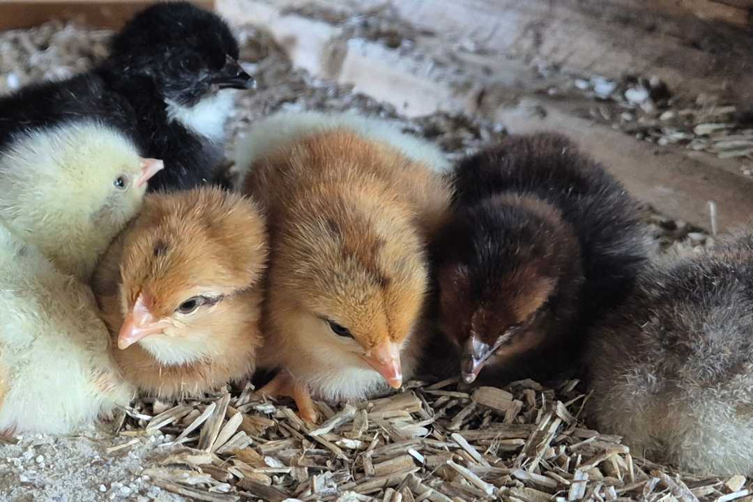 kzv bissingen teck hühnerzucht 3
