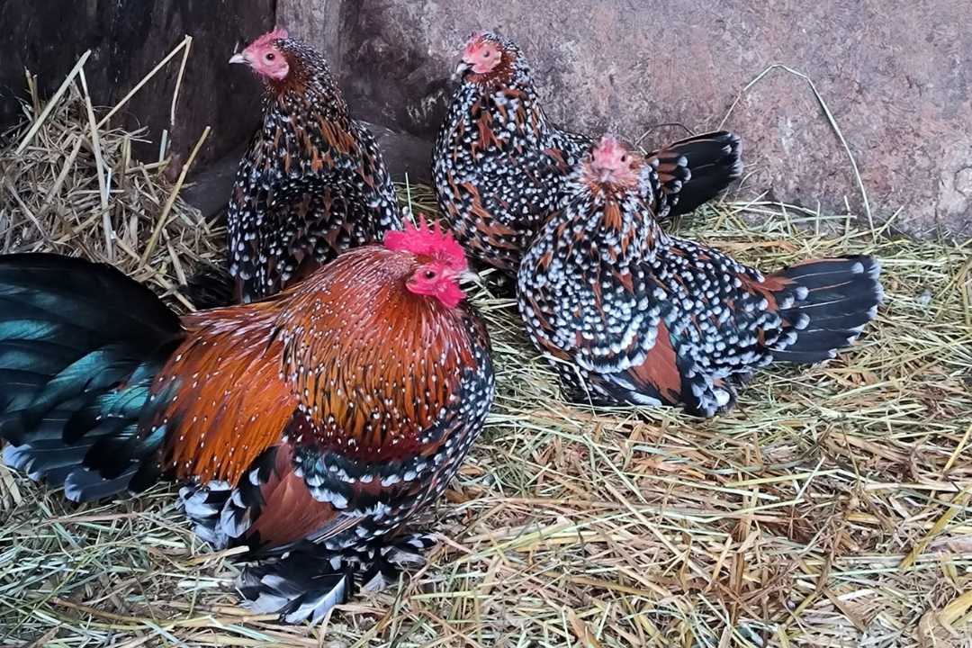 kzv bissingen teck hühnerzucht 4