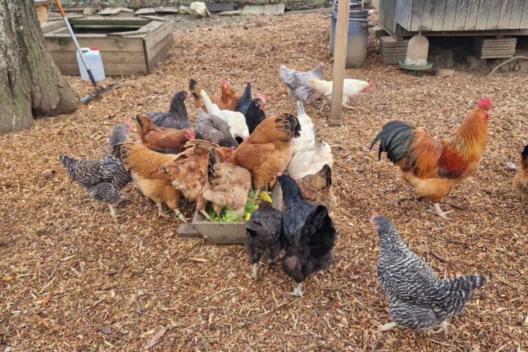 kzv bissingen teck hühnerzucht 5