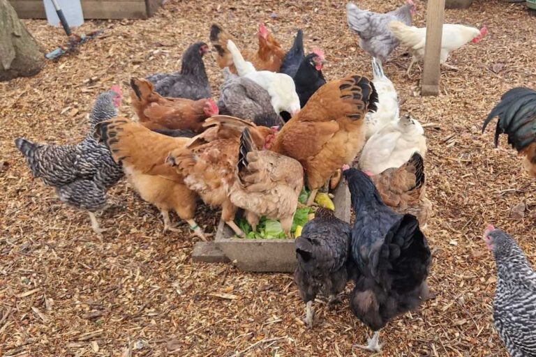 kzv bissingen teck hühnerzucht 6