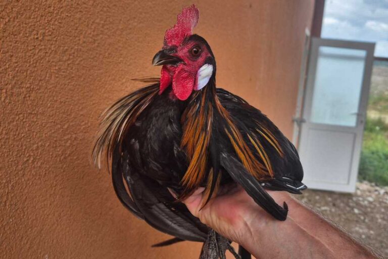 kzv bissingen teck hühnerzucht 8