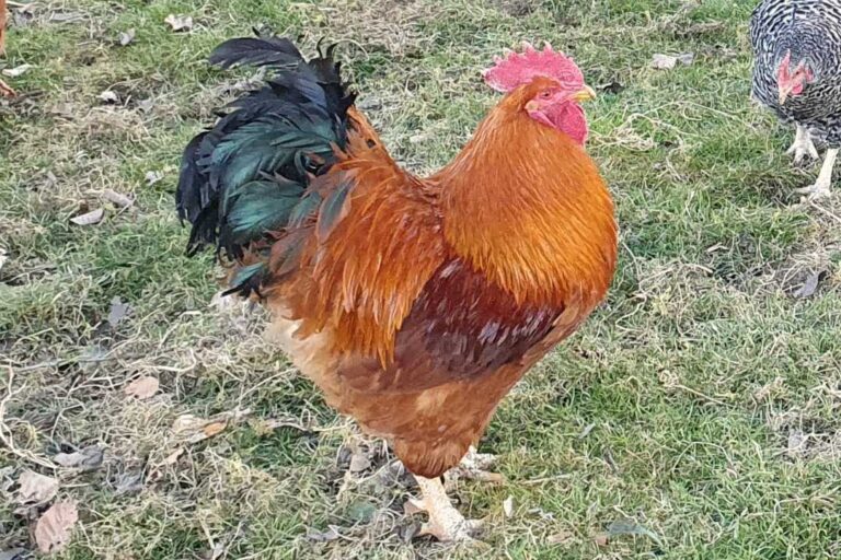 kzv bissingen teck hühnerzucht 9