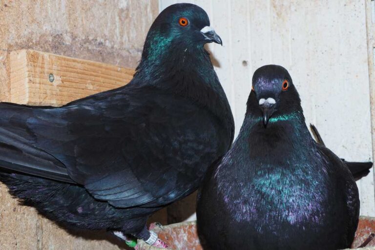 kzv bissingen teck rassetauben 2