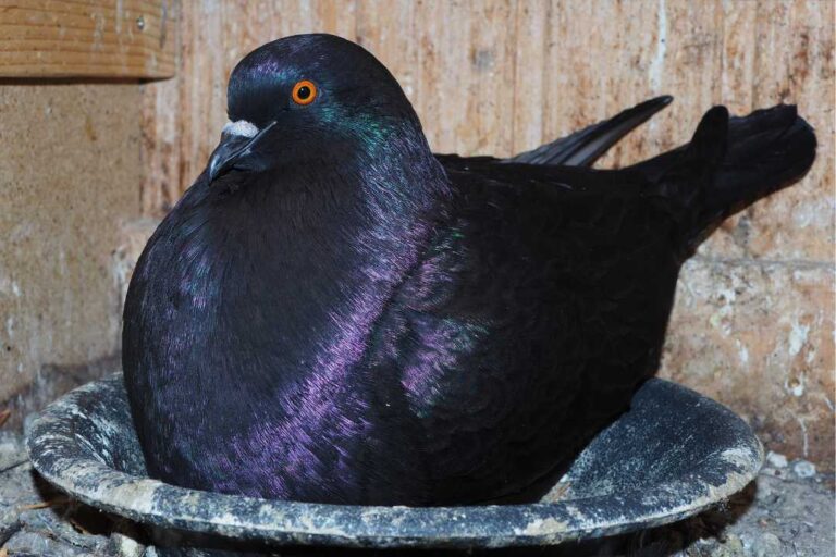 KZV Bissingen Teck Rassetauben