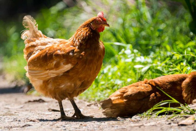 KZV Bissingen Teck Hühner