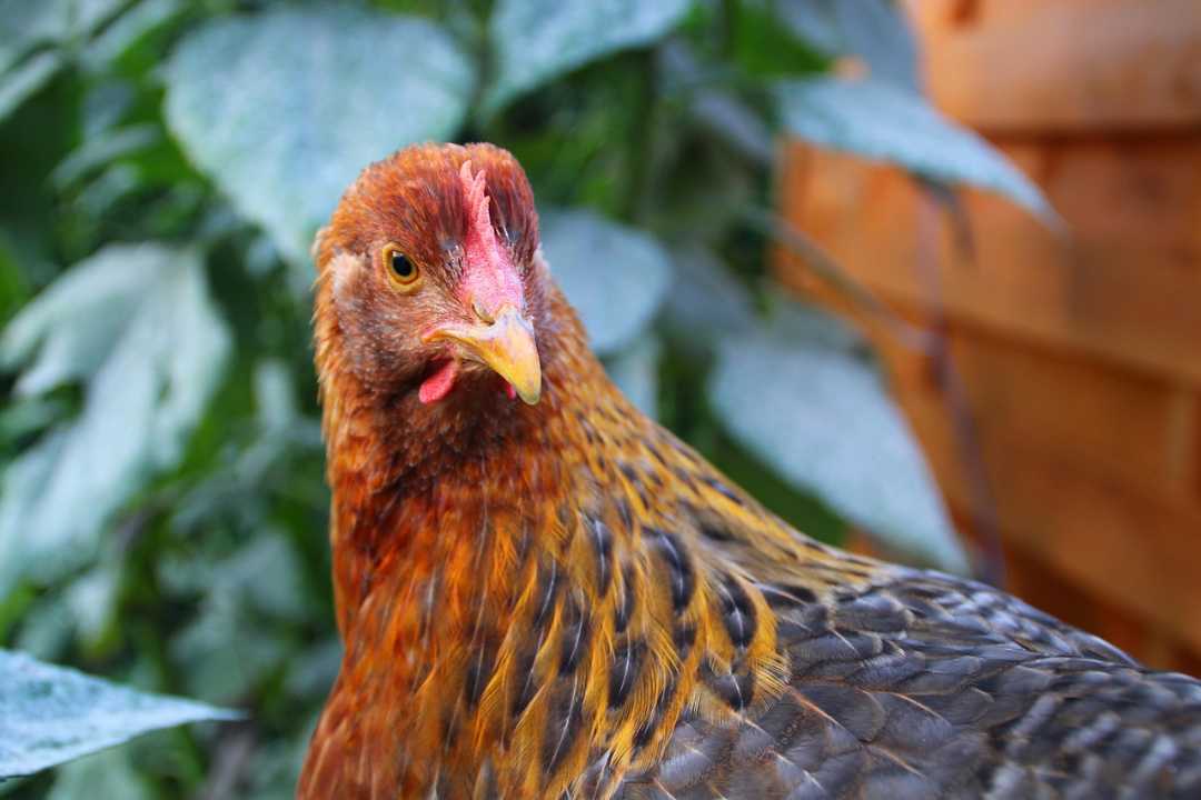 Start welche hühnerrassen eignen sich für anfänger bielefelder kennhuhn