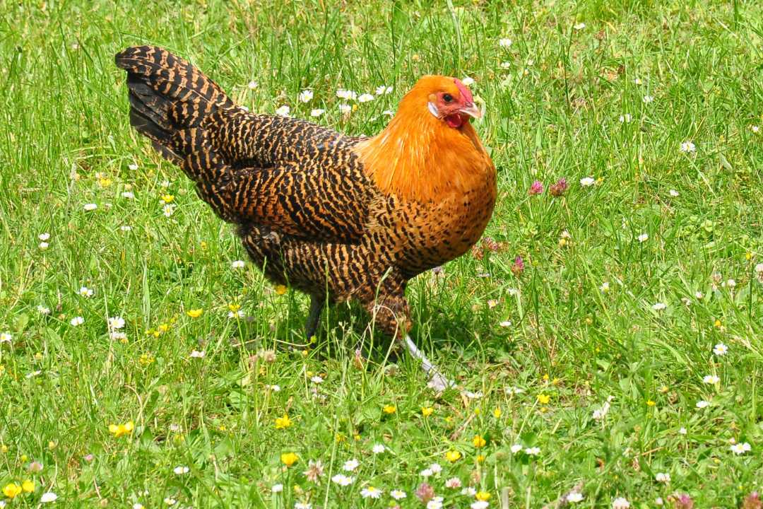 Start welche hühnerrassen gibt es