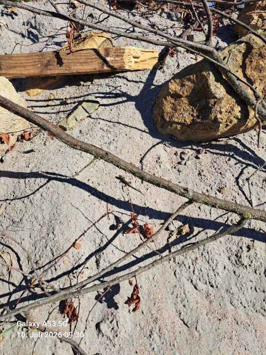 Eidechsen-Biotop beim KZV Bissingen-Teck eidechsen auf dem gelände des kzv bissingen teck bild 1