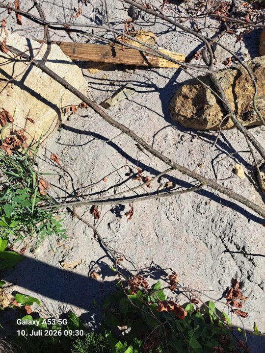Eidechsen-Biotop beim KZV Bissingen-Teck eidechsen auf dem gelände des kzv bissingen teck bild 2