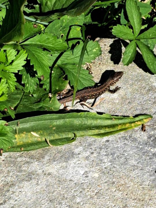 Eidechsen-Biotop beim KZV Bissingen-Teck eidechsen auf dem gelände des kzv bissingen teck bild 4